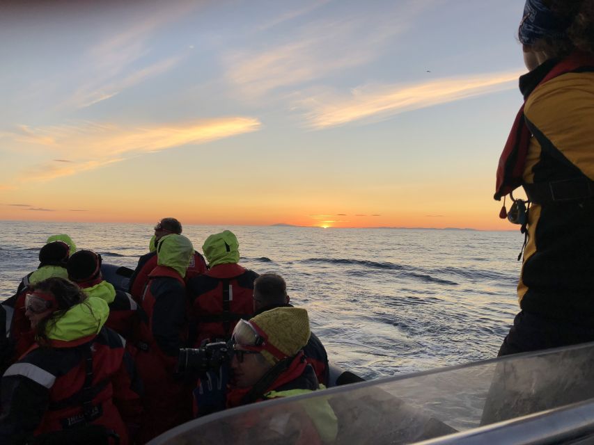 Reykjavik: Premium Whale and Puffin Watching Evening Tour - My Verdict on the Reykjavík Evening Safari