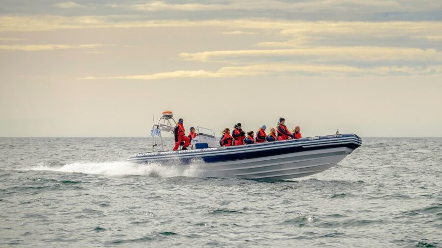 Reykjavik: Premium Whale and Puffin Watching Evening Tour - Leaving the Old Harbour on a Compact RIB