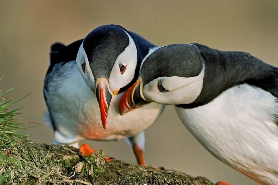 Reykjavik: Puffin Watching Boat Tour - Key points to know before you book