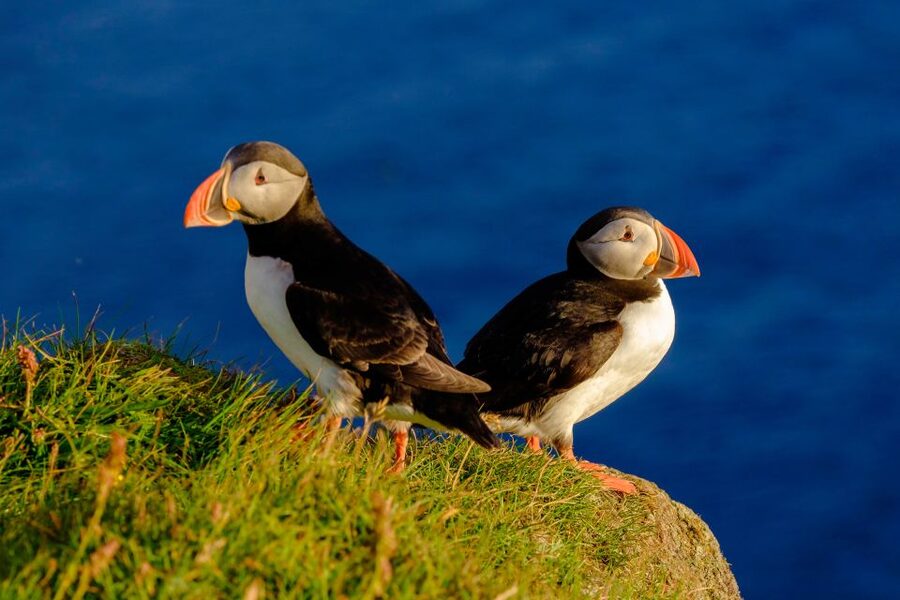 Reykjavik: Puffin Watching Tour - Watching puffins around Lundey and the nearby islands