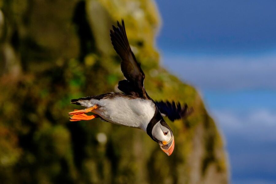 Reykjavik: Puffin Watching Tour - Is $66 a fair price for the boat ride?