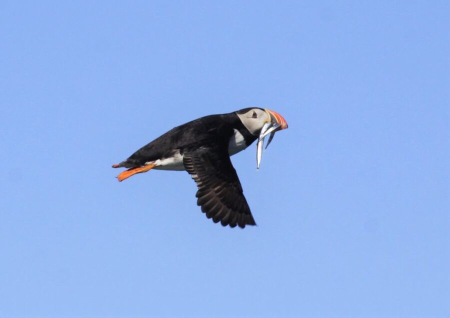Reykjavik: Puffin Watching Tour - How the guide improves the experience