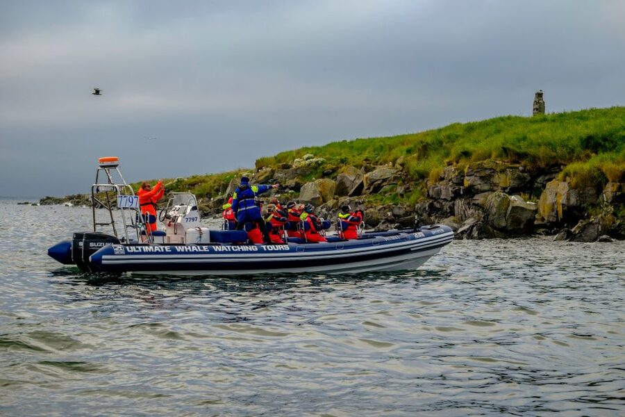 Reykjavik: Puffin Watching Tour - What the price includes, and whether it feels fair