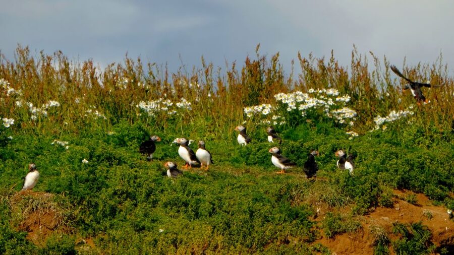 Reykjavik: Puffin Watching Tour - Clothing, age limits, and comfort concerns