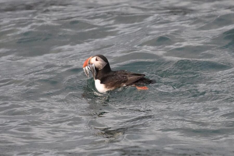 Reykjavík: RIB Speed-Boat Puffin Watching Tour - Why this short puffin trip works