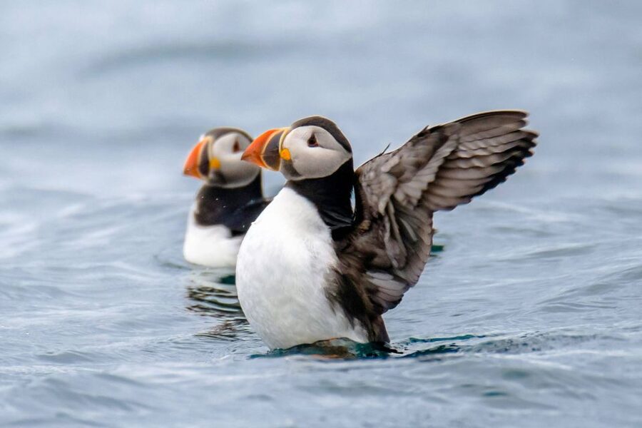Reykjavík: RIB Speed-Boat Puffin Watching Tour - Crossing the bay beside Harpa