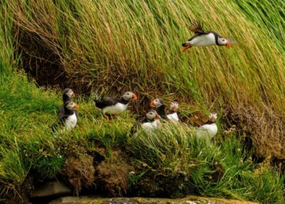 RIB Speed-Boat Puffin Watching Tour