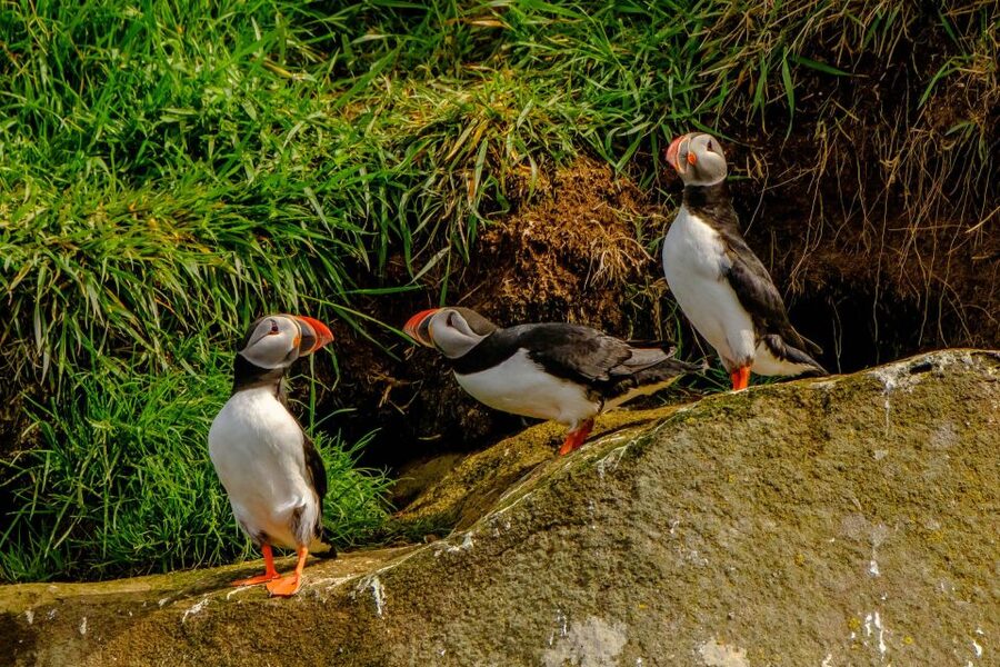 Reykjavík: RIB Speed-Boat Puffin Watching Tour - Reaching the puffin islands