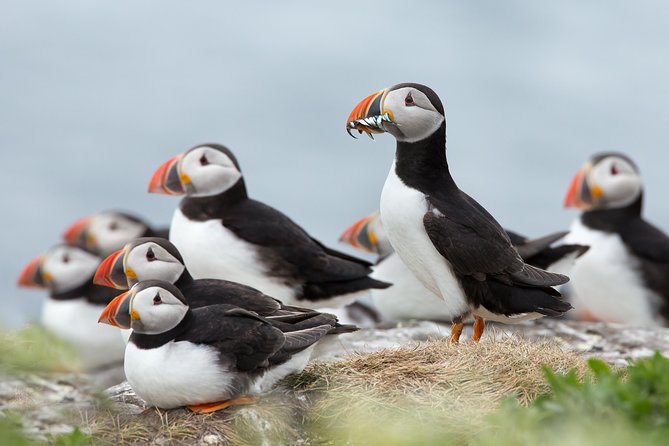 Reykjavik Shore Excursion: Puffin Sightseeing Cruise - Key points to know before you book