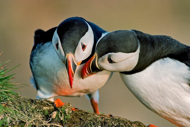 Reykjavik Shore Excursion: Puffin Sightseeing Cruise - Leaving Skarfabakki Harbour for Akurey Island