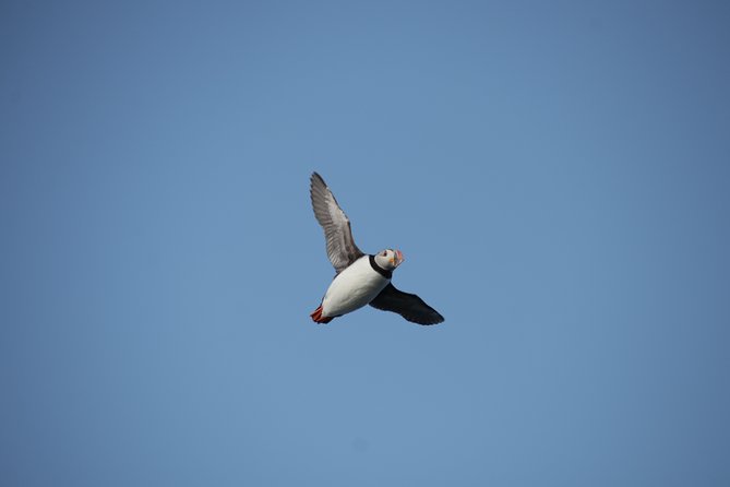 Reykjavik Shore Excursion: Puffin Sightseeing Cruise - The guide can make or break the hour