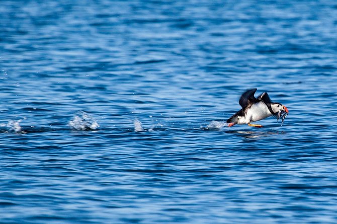Reykjavik Shore Excursion: Puffin Sightseeing Cruise - The quiet pause with the engine off