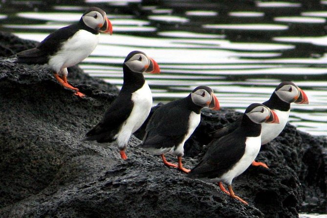 Reykjavik Shore Excursion: Puffin Sightseeing Cruise - Returning to Reykjavik and fitting the tour into a cruise day