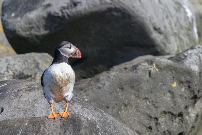 Reykjavik Shore Excursion: Puffin Sightseeing Cruise - Is $63.51 a fair price?