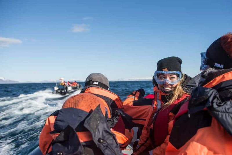 Reykjavik: Whale and Puffin Watching RIB Boat Tour - Key points at a glance
