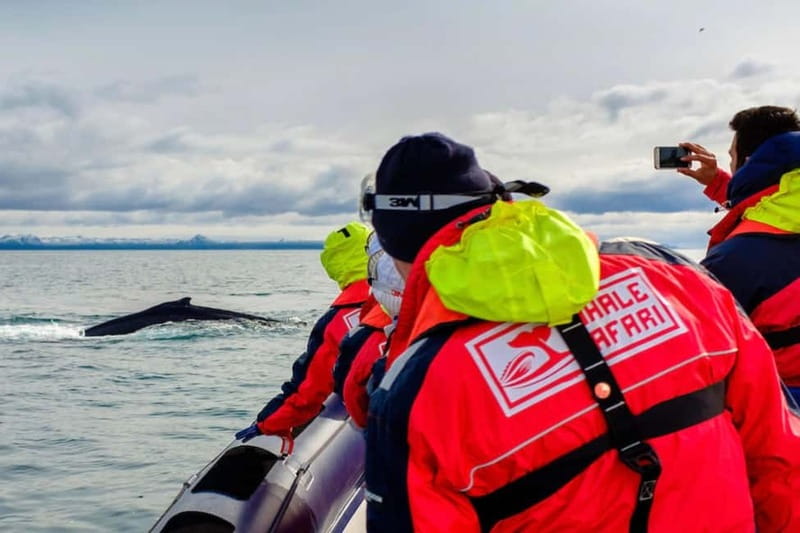 Reykjavik: Whale and Puffin Watching RIB Boat Tour - Leaving Reykjavík from the Old Harbour