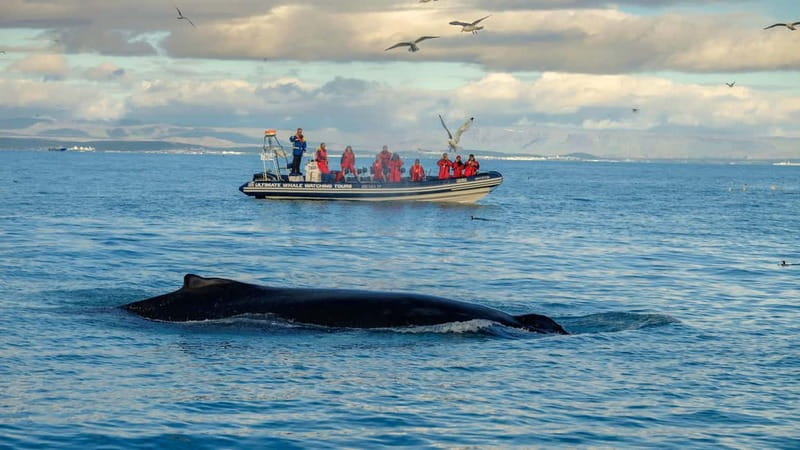 Reykjavik: Whale and Puffin Watching RIB Boat Tour - Racing toward the puffin islands