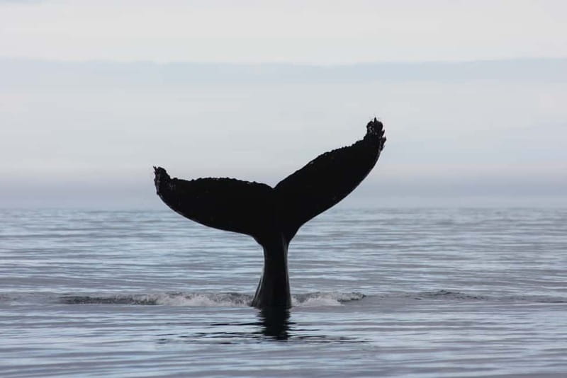 Reykjavik: Whale and Puffin Watching RIB Boat Tour - The RIB ride: thrilling, rough, and close to the sea