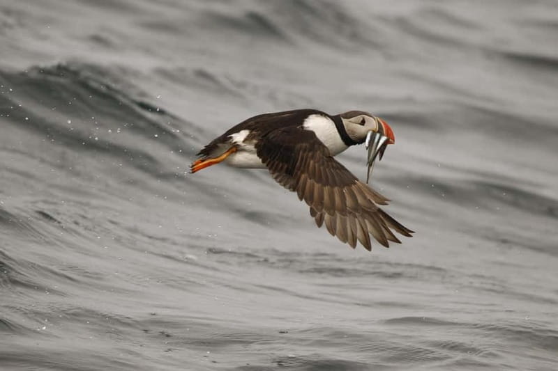 Reykjavik: Whale and Puffin Watching RIB Boat Tour - Is $200 a fair price?
