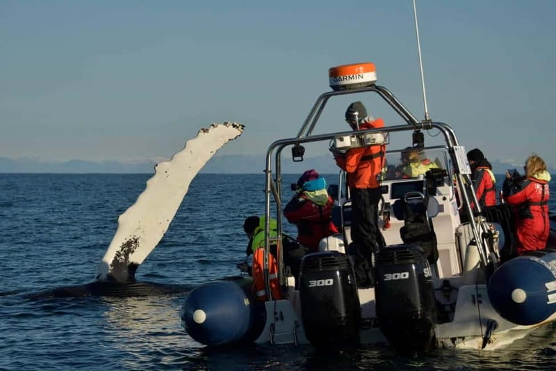 Reykjavik: Whale and Puffin Watching RIB Boat Tour - Who will enjoy this tour most?