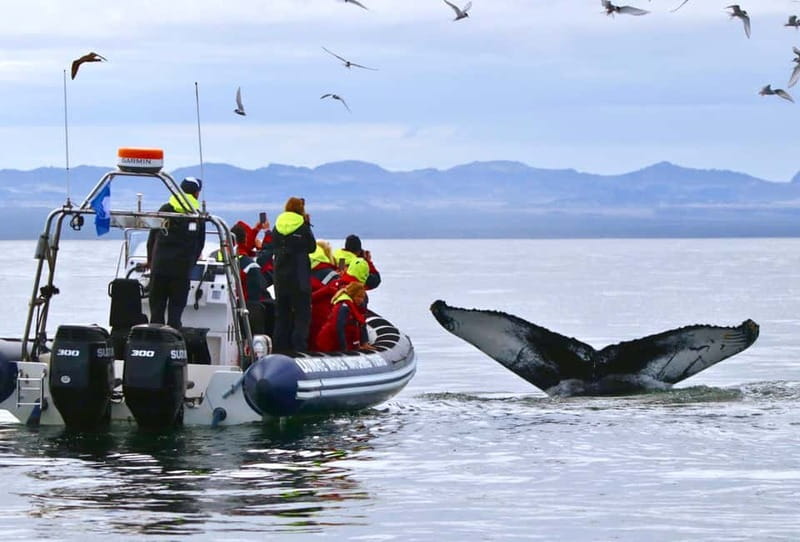 Reykjavik: Whale and Puffin Watching RIB Boat Tour - Getting suited up for Icelandic water