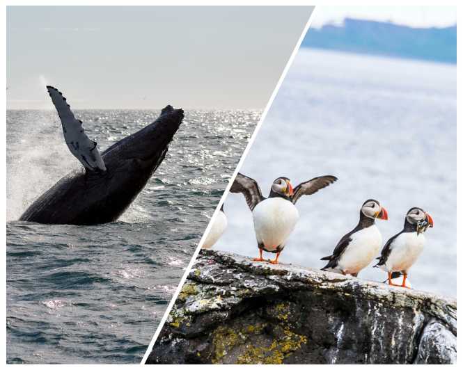 Reykjavik: Whale Watching and Puffin Excursion - Key points to know before you book
