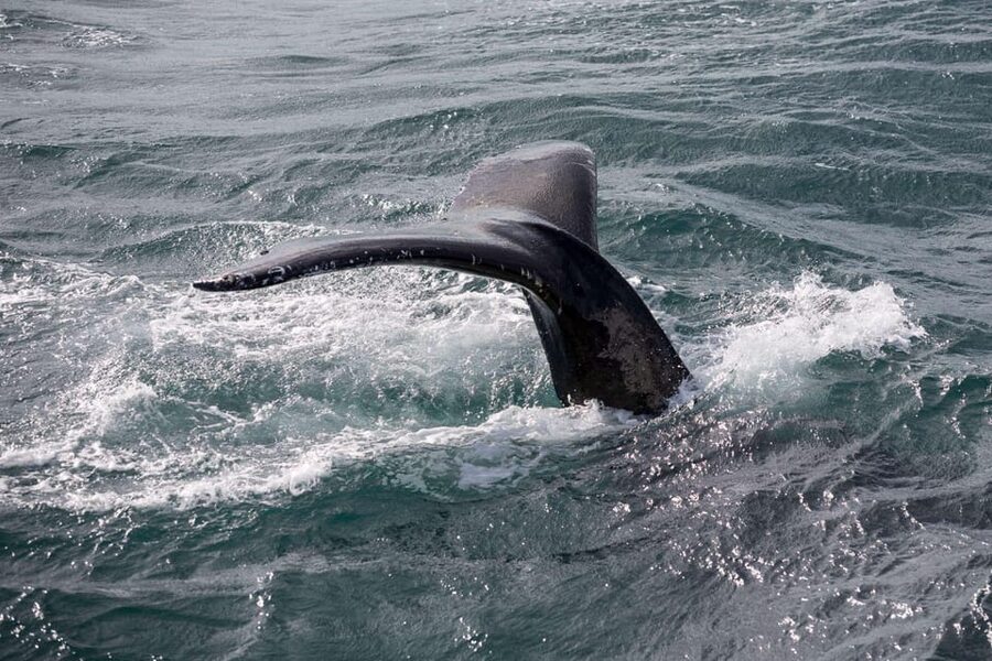 Reykjavik: Whale Watching and Puffin Excursion - Starting at Reykjavik’s Old Harbour