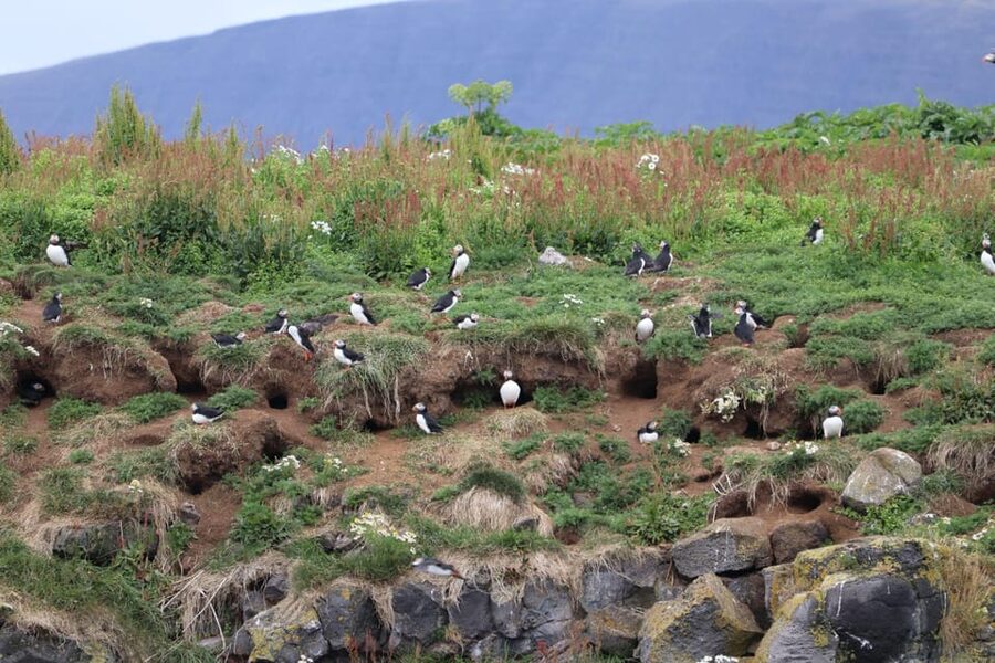 Reykjavik: Whale Watching and Puffin Excursion - What happens if the whales stay hidden