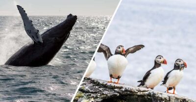 Whale Watching and Puffin Excursion