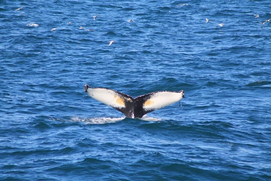 Reykjavik: Whale Watching and Puffin Excursion - Meeting puffins from the smaller boat