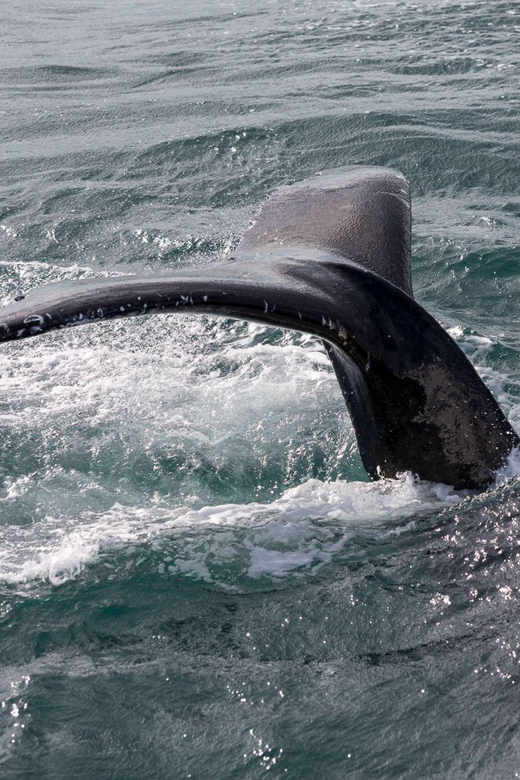 Reykjavik: Whale Watching and Puffin Excursion - Is $153 a fair price?