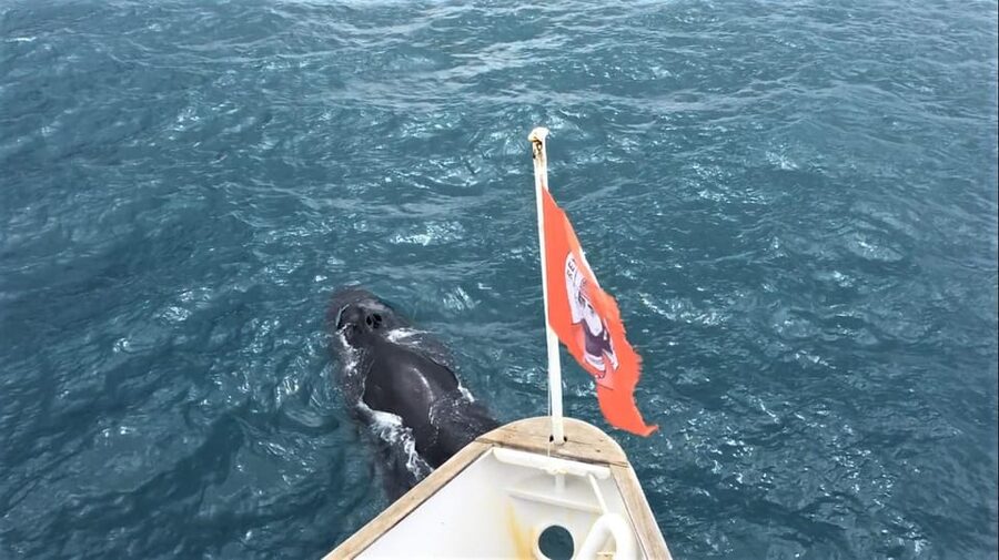 Reykjavik: Whale Watching and Puffin Excursion - Who will enjoy this most?