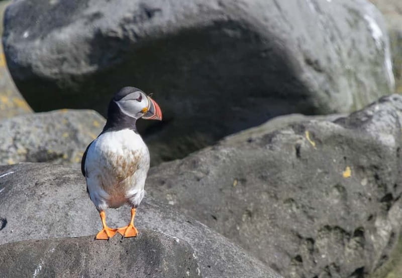 Reykjavik: Whales and Puffins Express Cruise Combo Tour - The best parts of the combo at a glance
