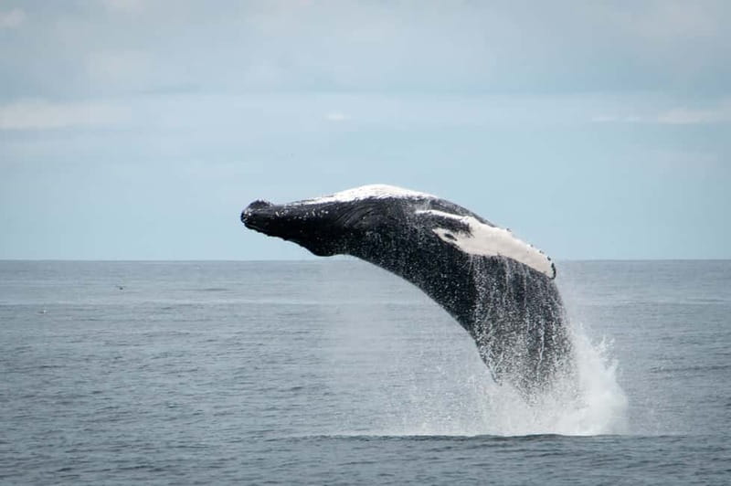 Reykjavik: Whales and Puffins Express Cruise Combo Tour - Should you book the Reykjavik whale and puffin combo?