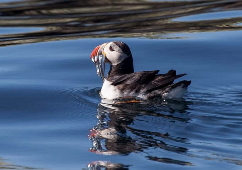 Reykjavik: Whales and Puffins Express Cruise Combo Tour - Two Reykjavik boat trips with very different personalities