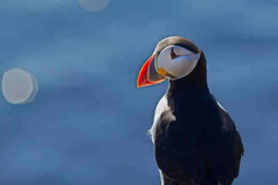 Whales and Puffins Express Cruise Combo Tour