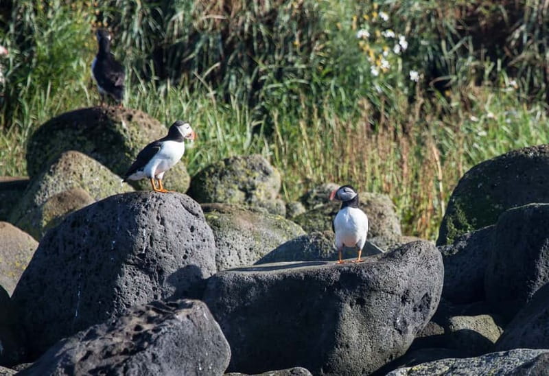 Reykjavik: Whales and Puffins Express Cruise Combo Tour - What happens when whales stay hidden
