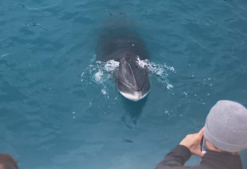 Reykjavik: Whales and Puffins Express Cruise Combo Tour - Choosing the right departure time