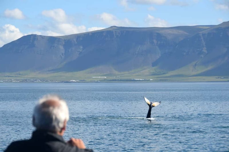 Reykjavik: Whales and Puffins Express Cruise Combo Tour - How much value do you get for $153?