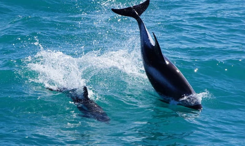 Reykjavik: Whales and Puffins Express Cruise Combo Tour - Who will enjoy this most?