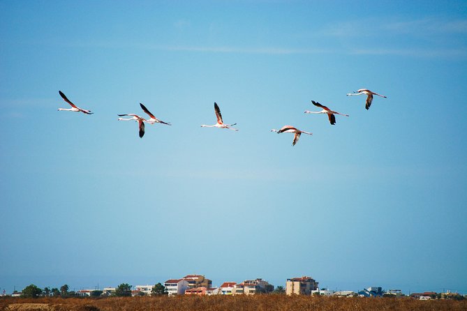 Ria Formosa Natural Park Birdwatching Segway Tour from Faro - How much value do you get for $70.17?