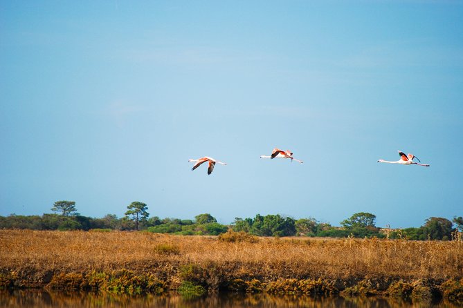 Ria Formosa Natural Park Birdwatching Segway Tour from Faro - Riding toward Ria Formosa’s marshes and tidal flats