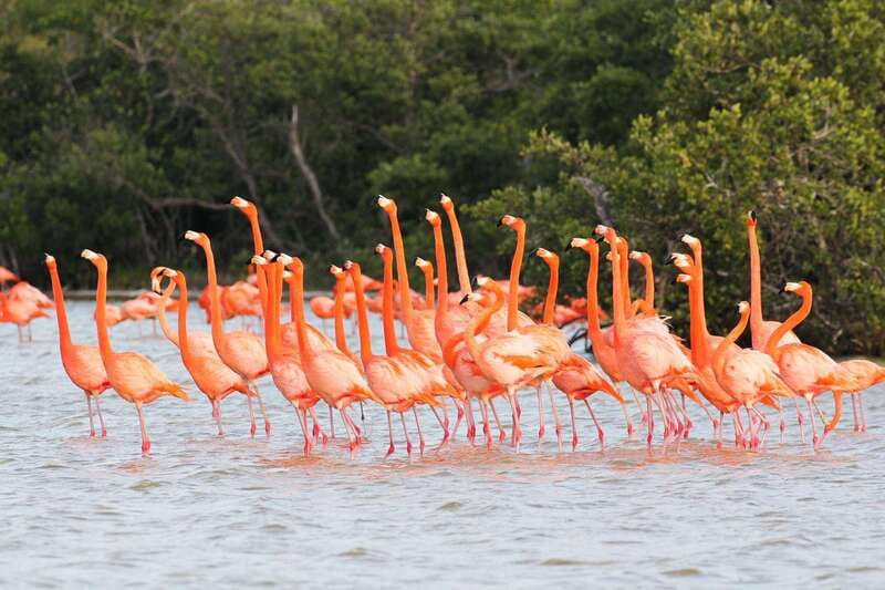 Rio Lagartos and Las Coloradas: EcoSafari Flamingo classic - Crocodile watching in the mangroves
