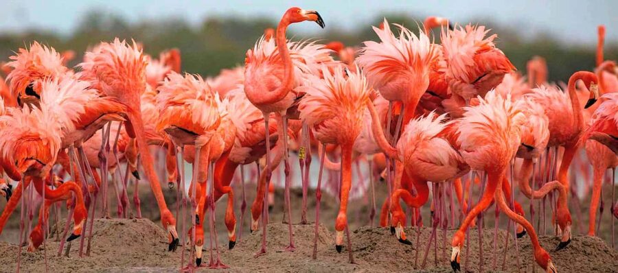 Rio Lagartos and Las Coloradas: Safari Flamingo Luxury - Why this Río Lagartos outing works so well