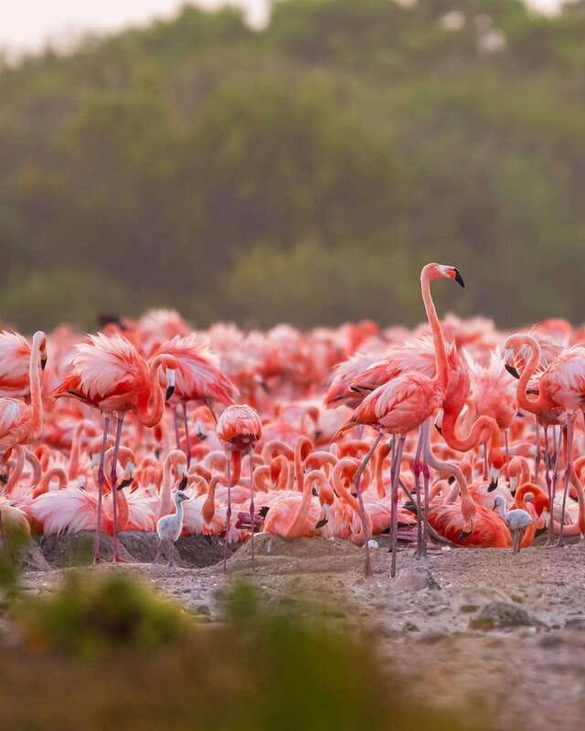 Rio Lagartos and Las Coloradas: Safari Flamingo Luxury - The real cost and what you receive for it