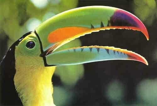 Riviera Maya: Puerto Morelos 4-Hour Bird Watching Tour - Key details before you book