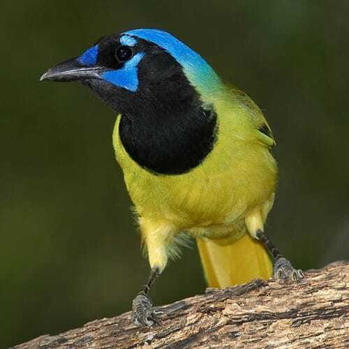 Riviera Maya: Puerto Morelos 4-Hour Bird Watching Tour - Why Puerto Morelos is a smart bird-watching base