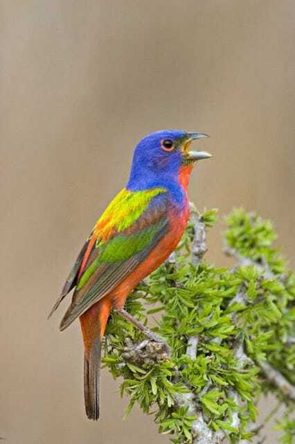 Riviera Maya: Puerto Morelos 4-Hour Bird Watching Tour - Four hours on foot in the Mayan jungle