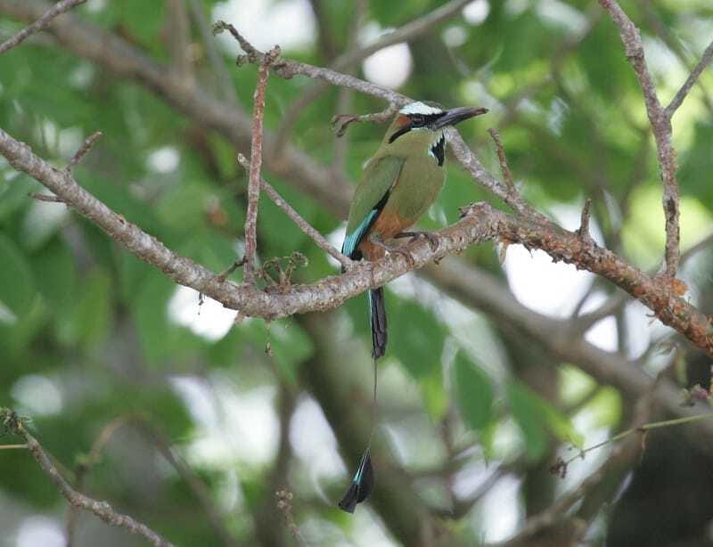 Riviera Maya: Puerto Morelos 4-Hour Bird Watching Tour - Why the guide matters more than the equipment