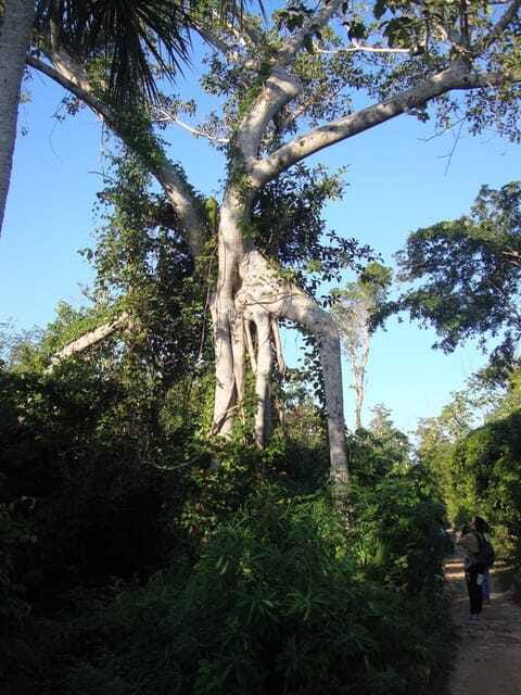 Riviera Maya: Puerto Morelos 4-Hour Bird Watching Tour - What to wear and carry
